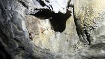 Velká rozmanitost a vysoký počet. V Jihomoravském kraji žije šestadvacet ze sedmadvaceti českých druhů netopýrů a vrápenců. Aby zoologové zjistili jejich přesný stav, na konci zimy se opět pustili do velkého sčítání v jeskyních.