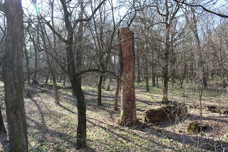 Dolní část zámeckého parku ve Veselí nad Moravou - bažantnice.