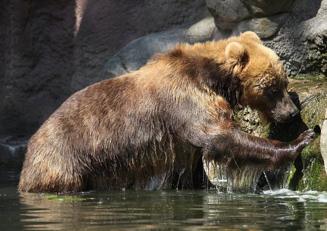 Samice medvěda kamčatského Irina v brněnské zoo.