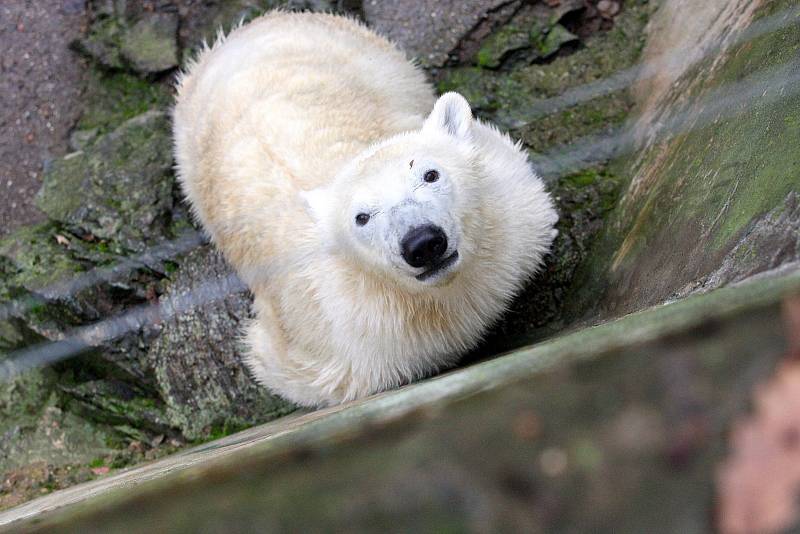 Brněnské zoo je v odchovu ledních medvědů úspěšné. Za posledních deset let se mláďata nenarodila v žádné jiné zoo v České ani Slovenské republice.