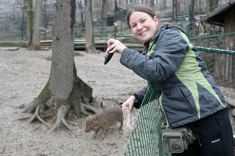 Seriál Deníku Rovnost Na den... Tentokrát si redaktorka Anna Fajkusová vyzkoušela práci chovatelky v zoo.