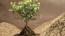 V brněnském Centru volného času Lužánky se v pondělí zájemci mohli dozvědět, jak pěstovat bonsaje.