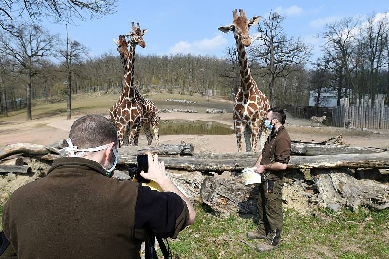 Komentované krmení žiraf síťovaných v brněnské zoologické zahradě