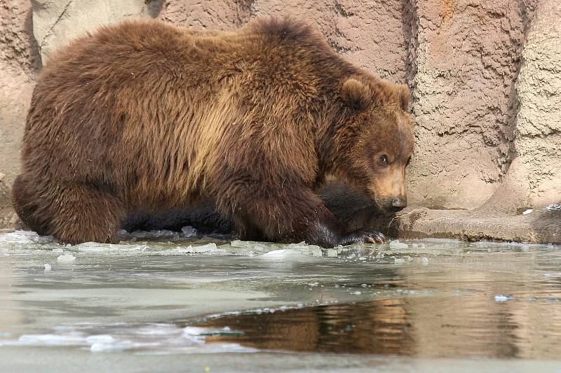V sobotu nejen brněnská zoologická zahrada slavila světový den divoké přírody. Levhartice lidem ukázala tříměsíční mládě, medvědi se radostně klouzali po zamrzlém jezírku a hráli si s ledem.