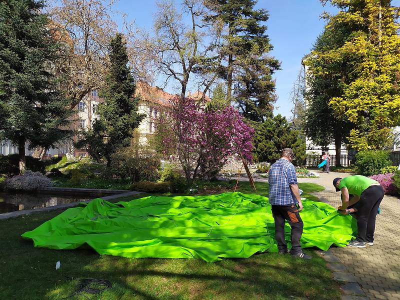 Obří hrášek v areálu botanické zahrady Přírodovědecké fakulty Masarykovy univerzity.