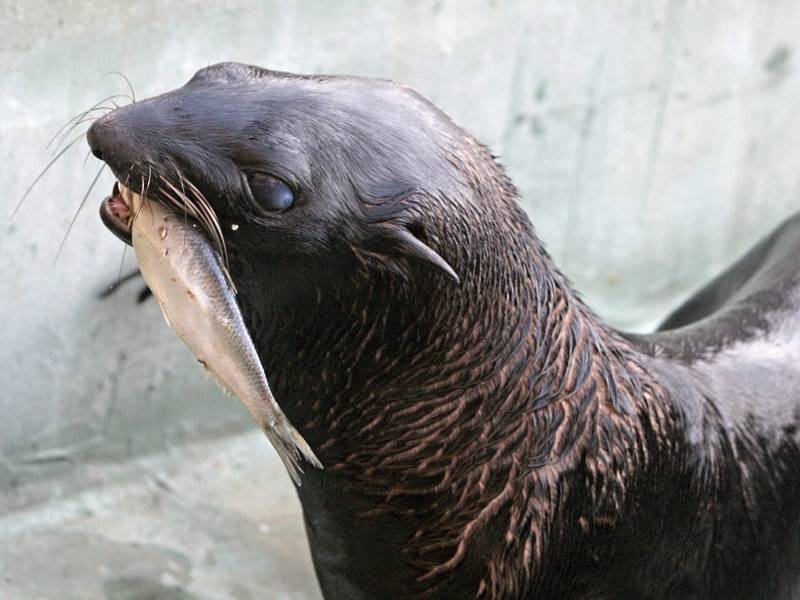 Lachtani v brněnské zoologické zahradě.