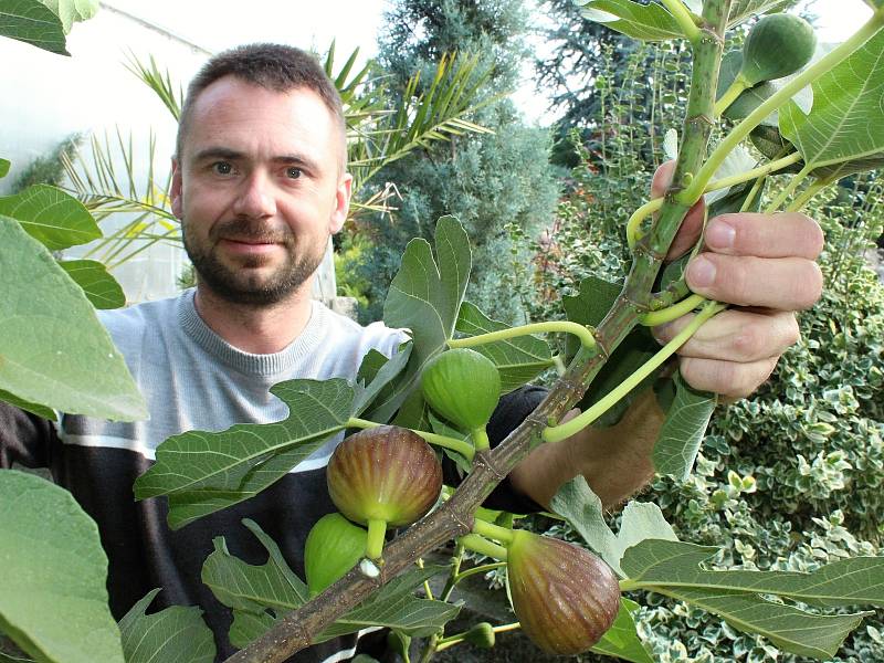 V Přibicích sklízejí exotické fíky. Miroslav Effenberger nasbírá cca deset kilogramů za čtyři dny