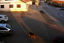 Majitel svého psa připevnil na autolano a táhl ho s autem za sebou.
