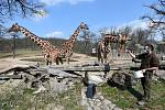 Brno 4.4.2020 - komentované krmení žiraf síťovaných v brněnské zoologické zahradě