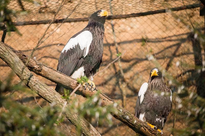 Víkendové slunečné počasí využily tisíce návštěvníků k prohlídce Zoologické zahrady v Brně.