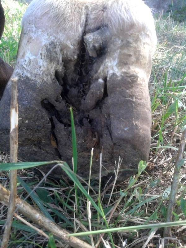 Fotografie zachycuje koně, kterého měl podle policie týrat muž ze Šlapanicka.