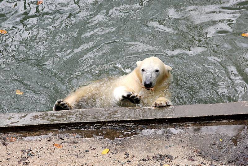 Brněnské zoo je v odchovu ledních medvědů úspěšné. Za posledních deset let se mláďata nenarodila v žádné jiné zoo v České ani Slovenské republice.