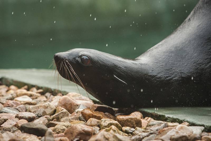 Někdo si čtyřiadvacátého prosince užívá vánoční pohody doma a v teple, stovky Brňanů už tradičně zamířily do brněnské zoologické zahrady přihlížet komentovanému krmení zvířat.