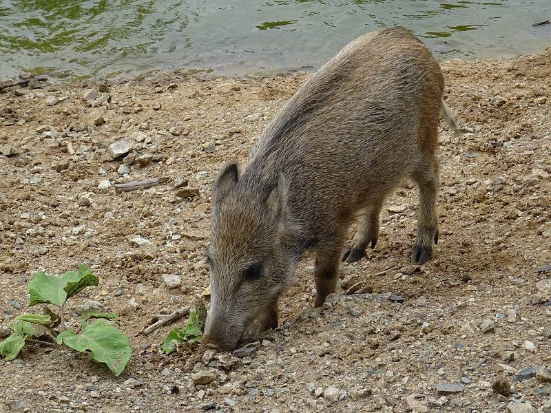 Obora Holedná nabízí příjemnou procházku i pohled na volně žijící zvířata.