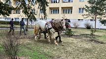 Otec a syn Sněhotovi srovnávali povrch po kácení topolů na ploše u břehu Svratky kousek od DRFG arény.