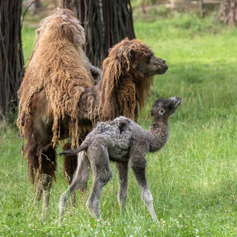 V brněnské zoo se rozrostla stáda. Narodila se mláďata velblouda a bizona.