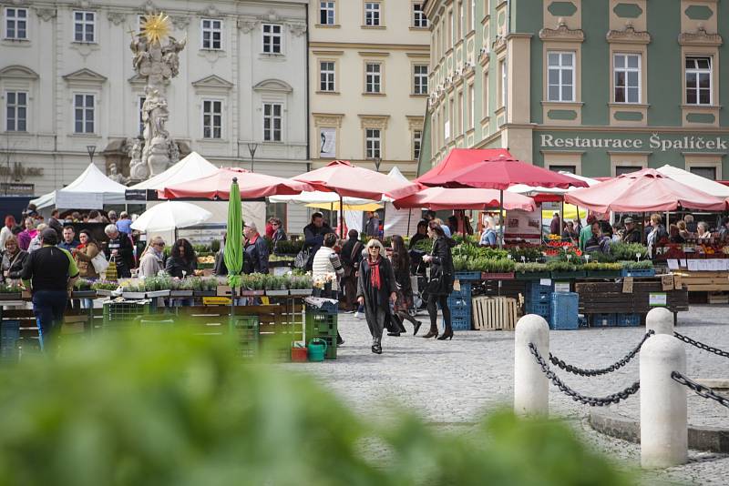 Vůně specialit z medvědího česneku přilákala na Zelný trh v pátek po jedenácté hodině dopoledne desítky lidí. Lidé mohou nejenom ochutnat hotová jídla ze čtyř stánků, ale také koupit si pesto z medvědího česneku a také svazky oblíbené jarní potraviny.