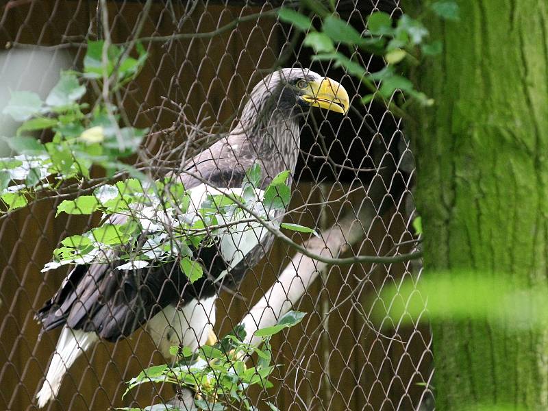 Přestože se ve středu v brněnské zoo kvůli dešťům sesunul svah na expozici orlů, přinesla zahrada i dobré zprávy.