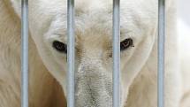 Samec ledního medvěda Umca v brněnské zoo. Uhynul v sobotu 18. srpna.