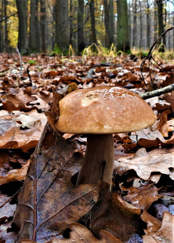 Výprava čtenáře Deníku v lesích na Kolínsku tradičně končí houbařskou sezonu. Nesbírá, ale fotí.