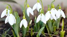 Ačkoli má ještě přijít ochlazení, v brněnských parcích a zahradách už vykvetly první jarní květiny. Například sněženky. 