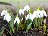 Ačkoli má ještě přijít ochlazení, v brněnských parcích a zahradách už vykvetly první jarní květiny. Například sněženky. 