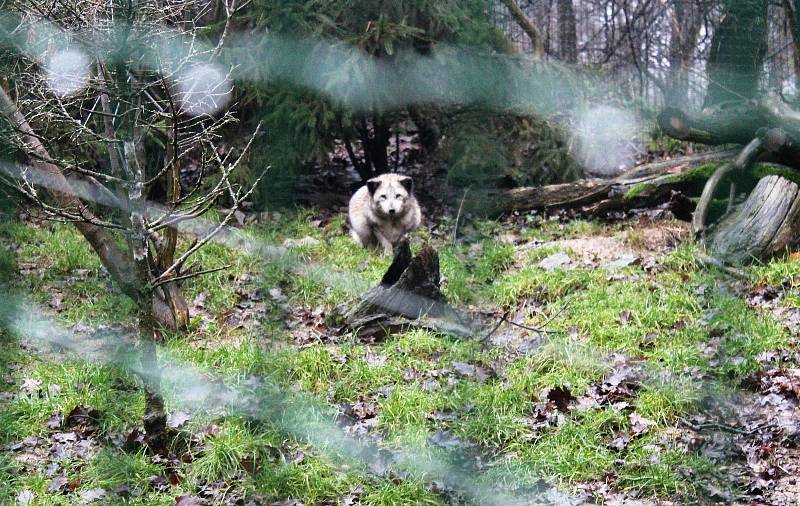 V brněnské zoo je Štědrý den pro zvířata jako každý jiný. Letos ovšem poprvé bez návštěvníků kvůli koronaviru.