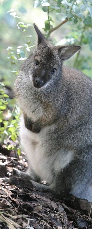 Klokan rudokrký v brněnské zoo.