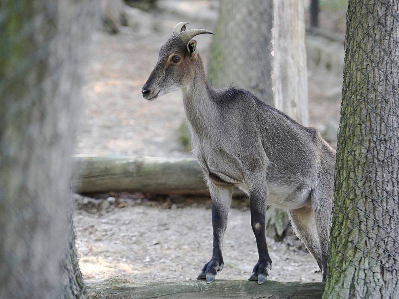 Brněnská zoologická zahrada.