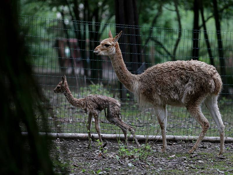 V brněnské zoo se narodila lama.