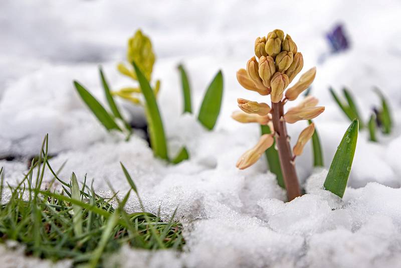 Aprílové počasí ukazuje oba své póly na jihu i severu kraje. Zatímco na jihu kvetou na slunci hlaváčky jarní v chráněné oblasti Horky u Milotic, na severu ve Veselici v nadmořské výšce 600 metrů zasypal květenu nápor sněhu.