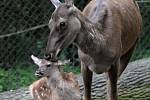 Návštěvníci zoo se mohou těšit na mláďata jelena sibiřského.