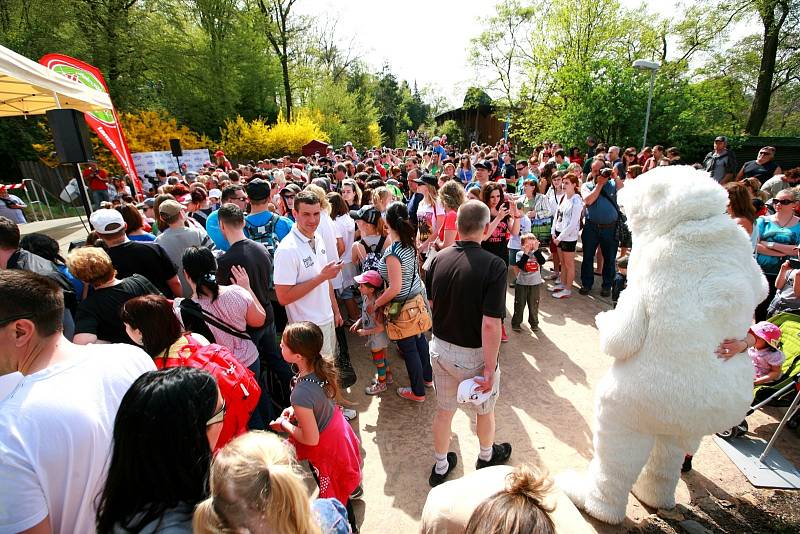 Křest ledních medvědů v brněnské zoo.