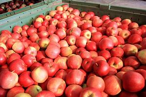 Sklizeň jablek letos podle dosavadních odhadů bude o 11 procent vyšší, než činí obvyklé pětileté průměry.