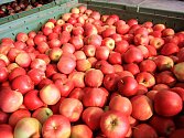 Sklizeň jablek letos podle dosavadních odhadů bude o 11 procent vyšší, než činí obvyklé pětileté průměry.