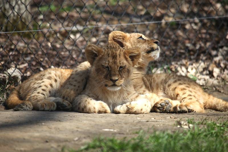 Lidé, kteří do zoo zavítají tuto neděli, si kromě pohledu na zvířata odnesou i zážitek z křestu dvojice lvích mláďat, který začíná ve dvě hodiny odpoledne.