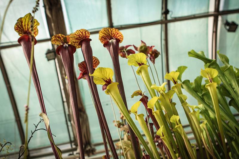 Prodejní výstava masožravých rostlin začala v Botanické zahradě brněnské Masarykovy univerzity.