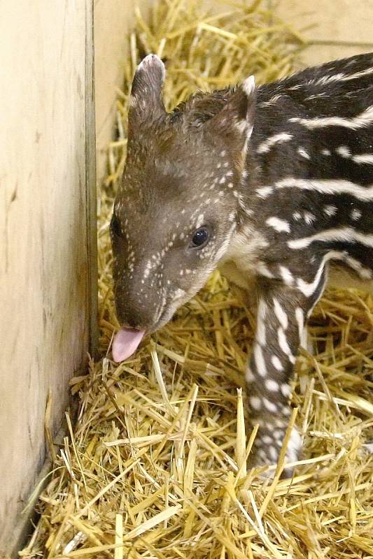 Mládě tapíra v brněnské zoo.