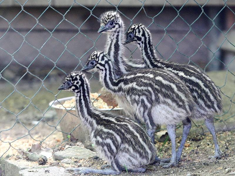 Mláďata emu z brněnské zoo. 
