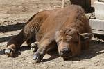 Mládě bizona amerického v brněnské zoo.