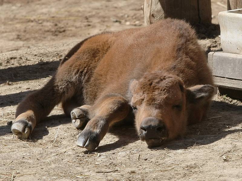 Mládě bizona amerického v brněnské zoo.