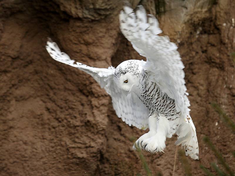 Zimní šampionát zvířat v brněnské ZOO -  sovice sněžní.