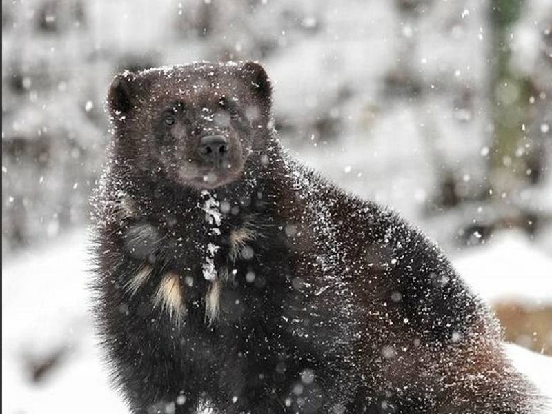 Rosomáci, vlci, ale i žirafy objevují sníh v brněnské zoo.