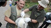 Pracovníci brněnské zoo očipovali lišky polární.