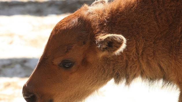 V brněnské zoo se předevčírem narodilo už druhé mládě bizona (vlevo, nahoře a vpravo). Před dvěma měsíci přišel na svět sameček. Jestli má nového kamaráda či kamarádku, chovatelé ještě nevědí.