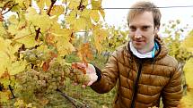 Sběr hroznů ve vinohradu vinařství Víno je Svoboda ve Velkých Bílovicích.