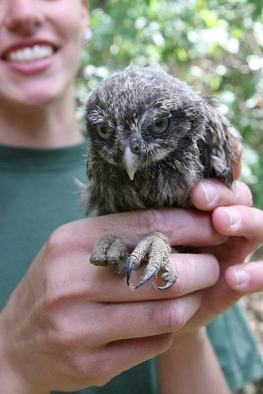 V Brněnské zoologické zahradě se narodilo pět mláďat ohroženého sýčka obecného. 