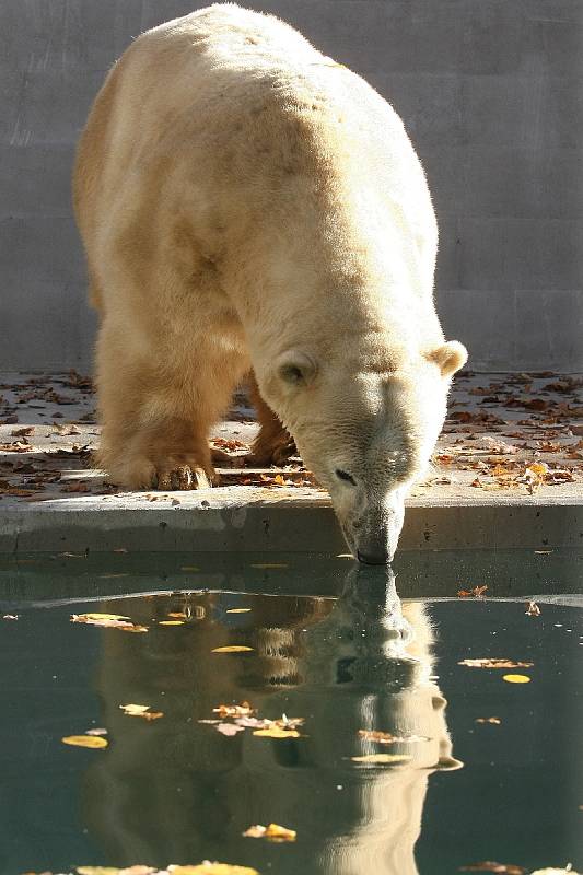 Lední medvěd Umca si poprvé zaplaval v novém bazénu svého výběhu.