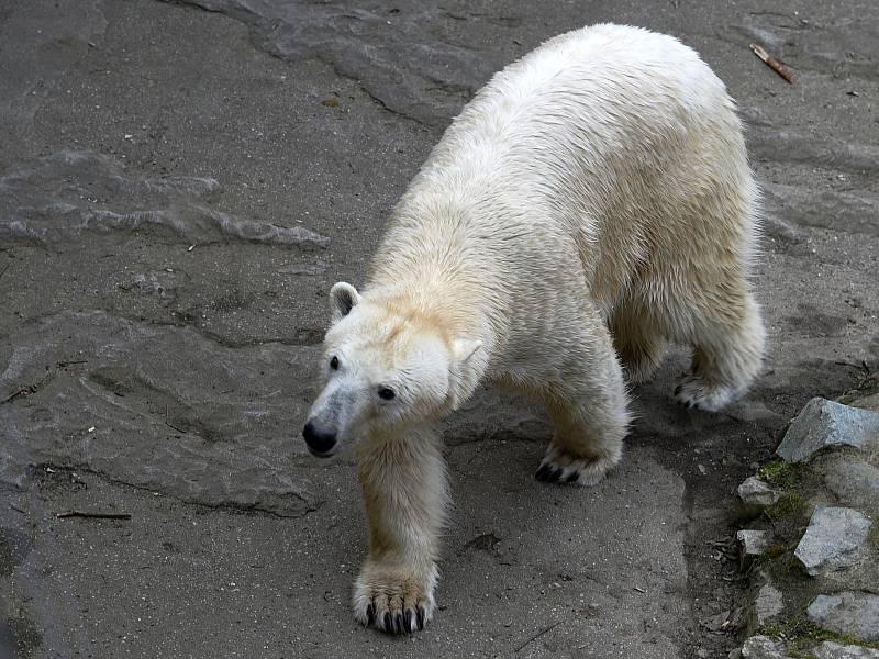 Velikonoce v brněnské zoo.