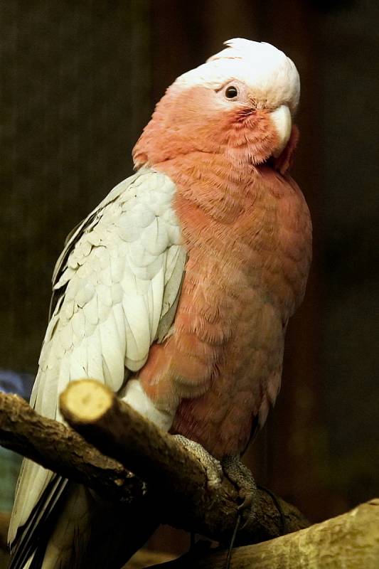 Kakadu růžový v brněnské zoologické zahradě.